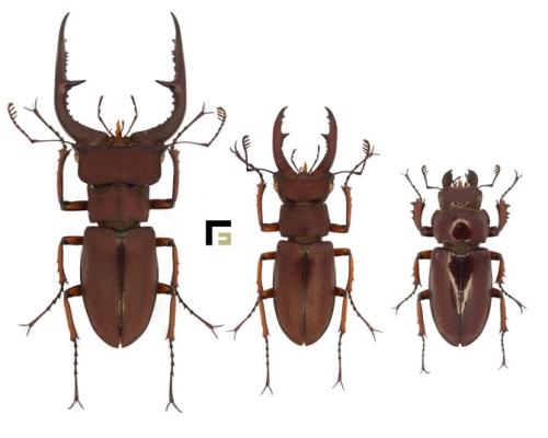Réf. 294 279 : Lucanus marazziorum